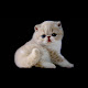 25+ Munchkin Cat Black Exotic Shorthair