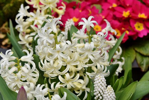 ヒヤシンスの花が倒れるのはなぜ 対策法は 植物navi