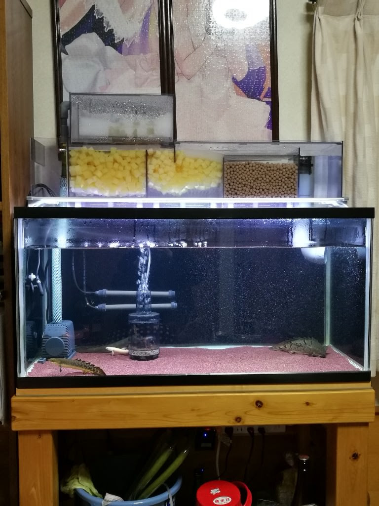 合計18リットルの上部フィルターが凄い 長生きさせる金魚の飼い方