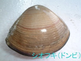 三重 津御殿場で採れる貝の種類 写真