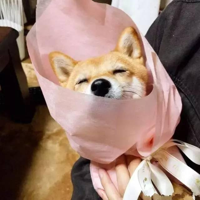 島國小哥get求婚新花招 柴犬花束獲稱讚 每日頭條