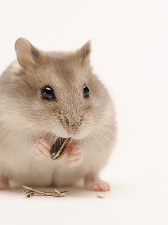 ハムスター ウサギなど ひまわりムシャムシャ ジャンガリアンハムスター の待ち受け画像 壁紙 動物 パラダイス