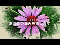 上 10月7日 誕生花 840890-誕生花 10月7日 シオン