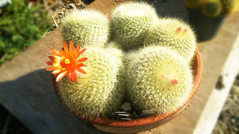サボテンの花 伊豆高原ブログ 暮らしのスケッチ メープルハウジングのスタッフブログ