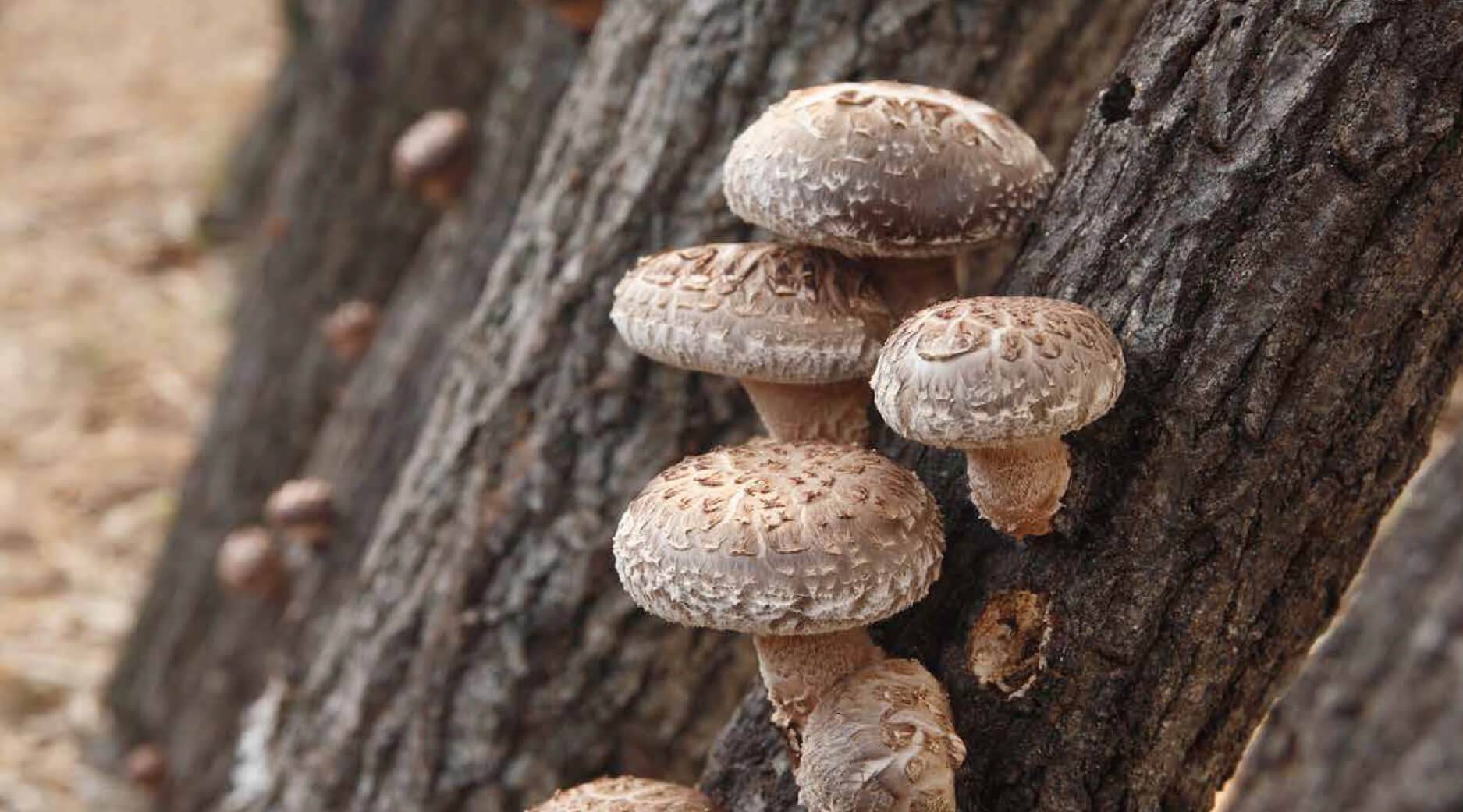 大分県椎茸振興協議会