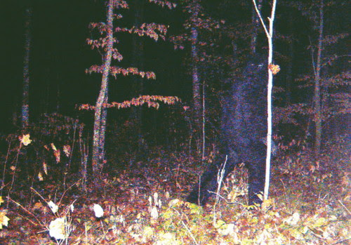 Bigfoot on camera 2009