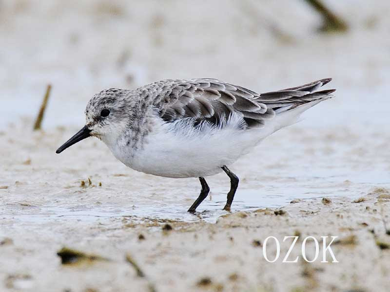 シギ チドリの識別 ヨーロッパトウネン Little Stint