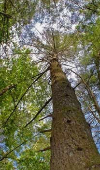 Great Smokies Seeks Volunteers Interested in Citizen Science