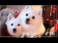 白い もふもふ 犬 828696-白い もふもふ 犬