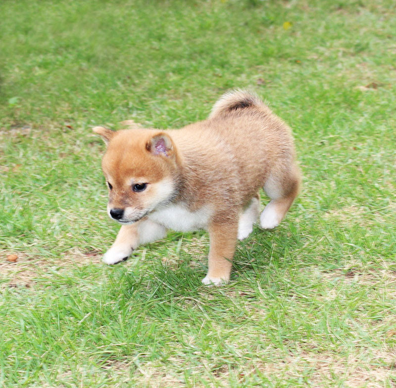 人気上昇中 豆柴 のかわいい高画質な画像まとめ 写真まとめサイト Pictas