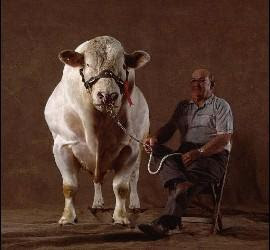 El misterio de las vacas gigantes belgas.