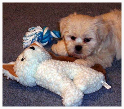 Dory-1st-Stuffie