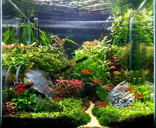 アクアリウム 癒しを求めて 小道のある水草レイアウト水槽日記