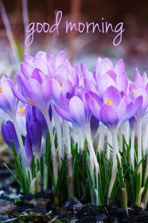 Spring Flowers Good Morning Quote Pictures, Photos, and Images for