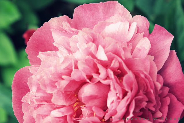 Peonie