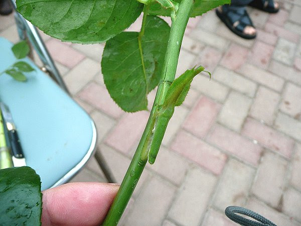バラの芽接ぎ Blog De ちょっと