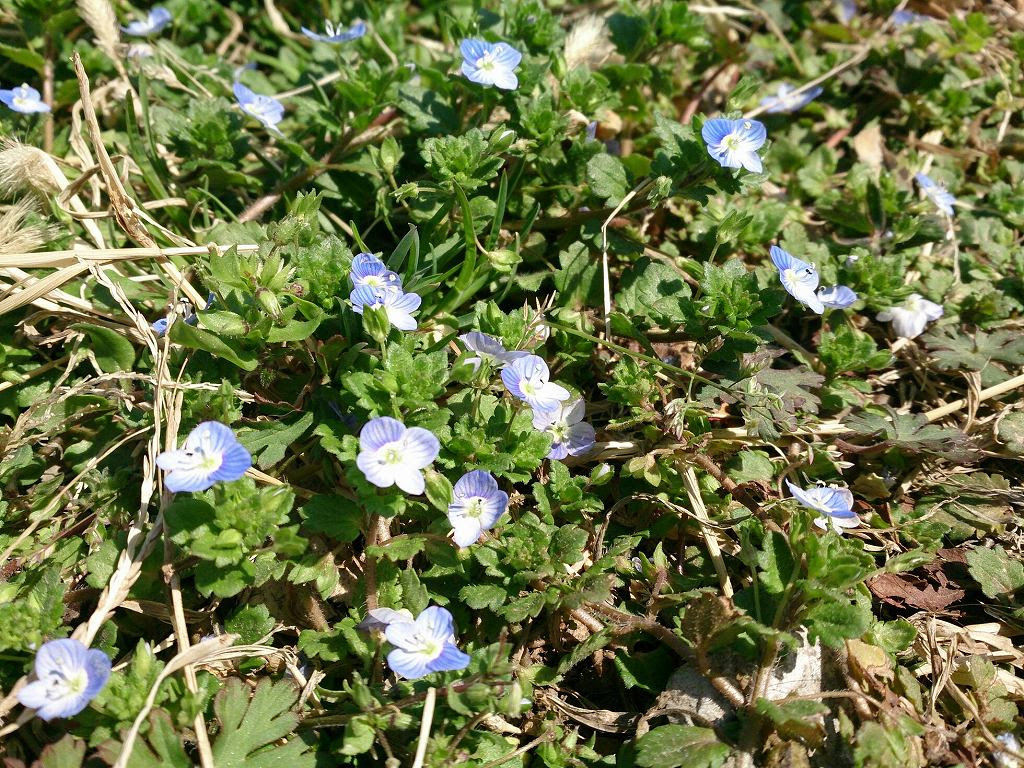 春のあしおと 道端に咲く花 霊園とお墓のはなし