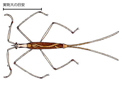 児島湖と児島湖流域の生物