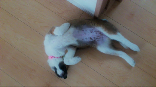 犬がお腹を見せるのはなぜ 仰向けでできる健康チェックとは