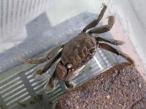 クロベンケイガニが二匹になった 新 珍獣様のいろいろ