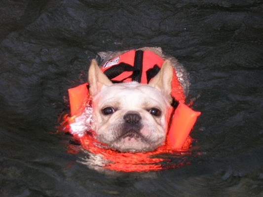Can French Bulldogs Swim? - French Bulldogs in Water