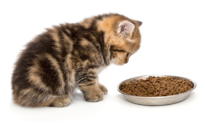 子猫の餌の与え方は ミルクはいつまで 1歳までの子猫のごはんまとめ