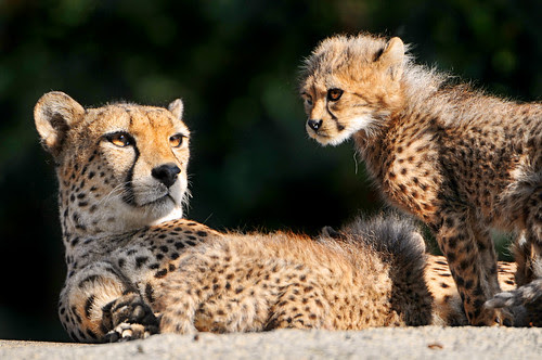 baby cheetah pictures