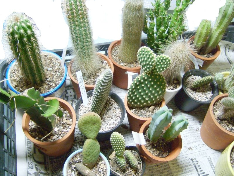 とげとげぼうや