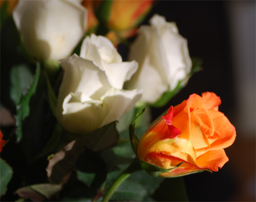 Rose-1