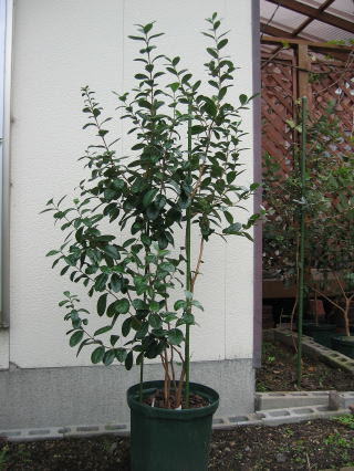 フェイジョアの育て方feijoagarden