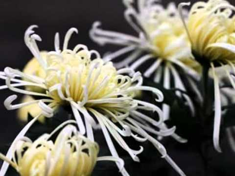 あん時ゃどしゃ降り (落大雨彼一日--薩克斯風)