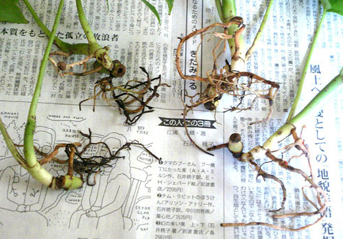 やっぱり育ちは隠せない ヒメモンステラ セラミス根グサレ編 Kobiのシークレットガーデン 観葉植物 多肉植物の育て方
