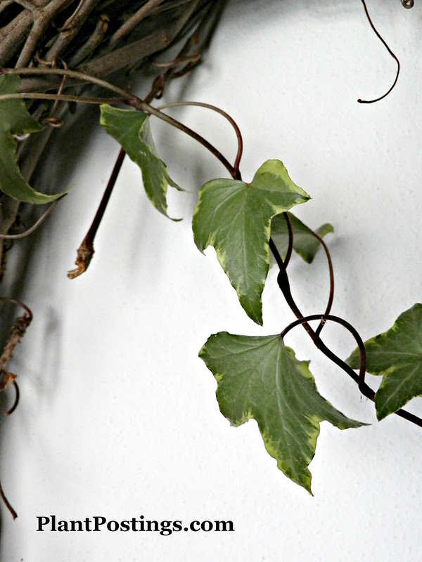 ivywreath