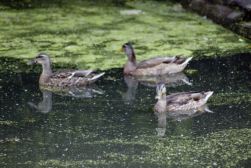 3 ducks, only one in focus.jpg