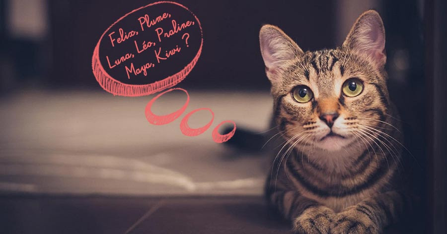 Idees De Nom De Chat Liste Prenoms Chats Animaniacs