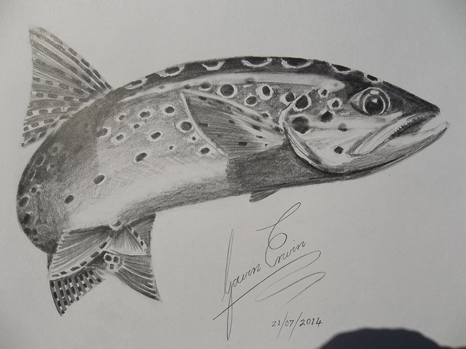 Fish Art By Gavin Erwin | Fly & Fish Paintings & Sketches