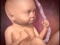[Meilleur] bebe alos 5 meses de embarazo 739273-Peso del bebe a los 5 meses de embarazo