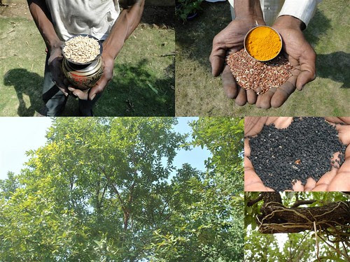 Medicinal Rice Formulations for Diabetes Complications and Heart Diseases (TH Group-8) from Pankaj Oudhia’s Medicinal Plant Database by Pankaj Oudhia