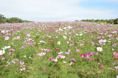 万博記念公園の四季の花