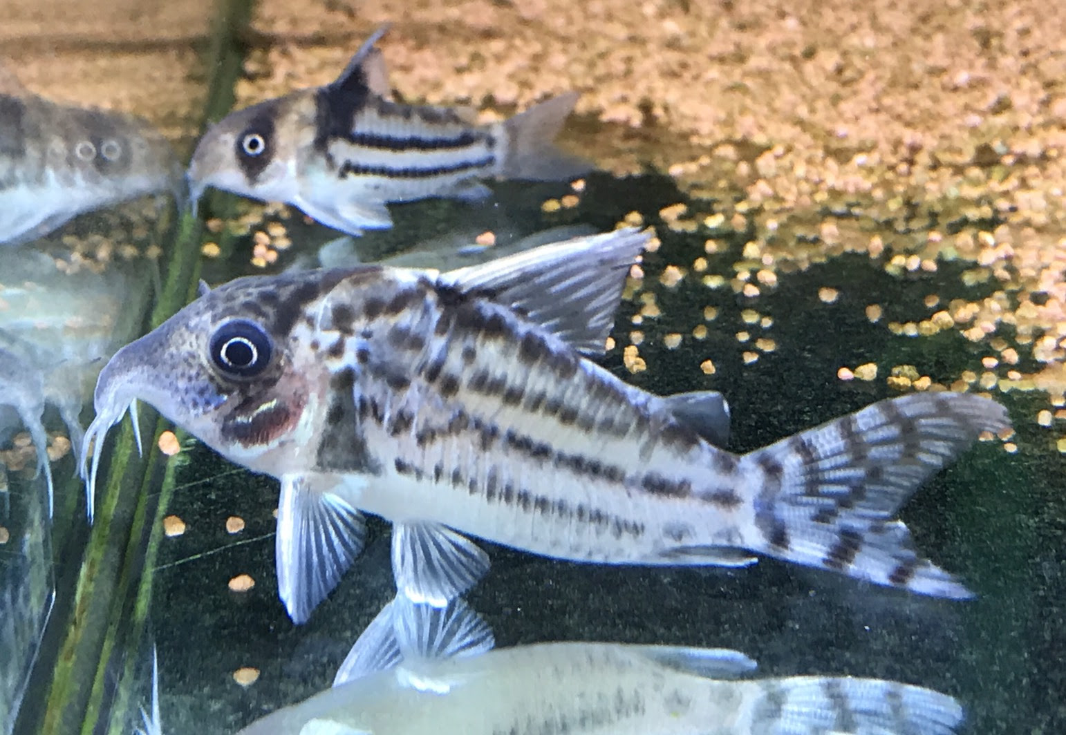 コリドラス色々入荷 プレコやその他も多数 Aquarium Tall Man