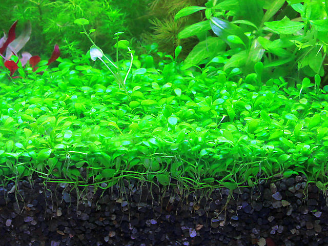 水草水槽 大磯砂で水草の育成 60cmの大磯砂水槽 リセットなしで十数年 長期維持の大磯水草水槽の紹介 大磯砂で水草 を育てるコツは肥料と有機物