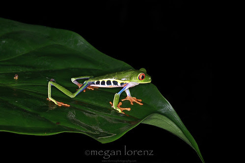Take A Leap by Megan Lorenz