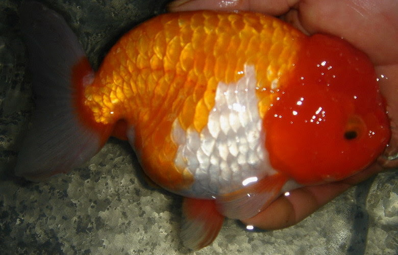 goldfish. Goldfish