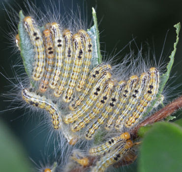 快適クラブ Net Diy 自分で出来る害虫駆除