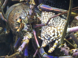 伊勢エビ ざわざわウツボとエサ奪い合い鳥羽水族館