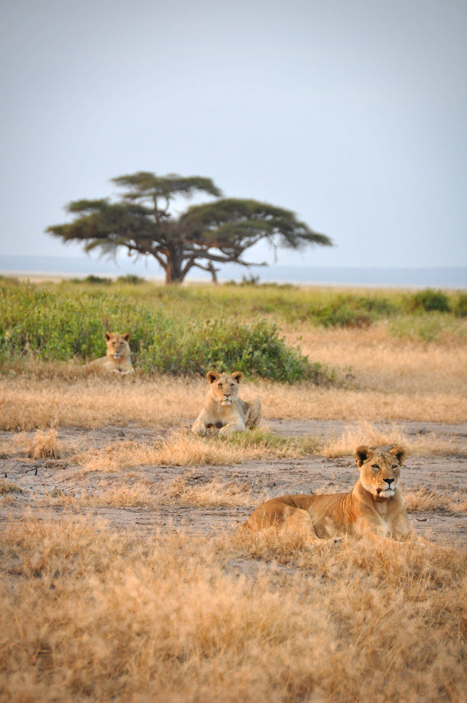 LionsinaLine