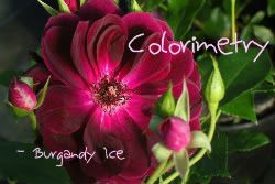 Colorimetry