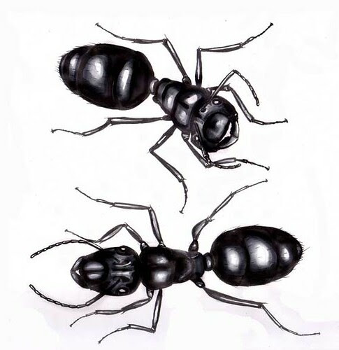 ants