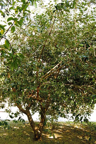 La Fruta Guayaba Japonesa Sabelotodo Org