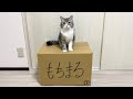 上 エビ もち まる 壁紙 341892